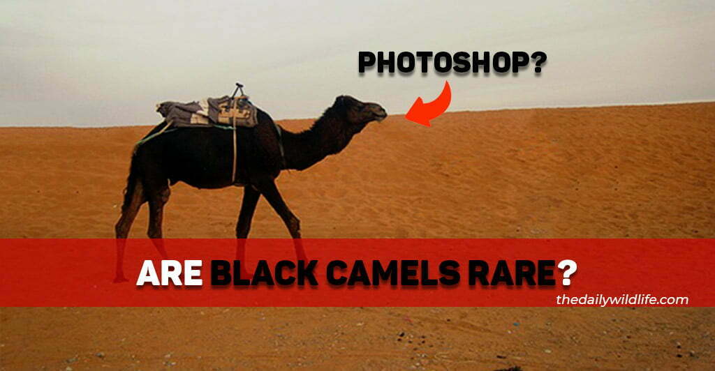 are black camels rare
