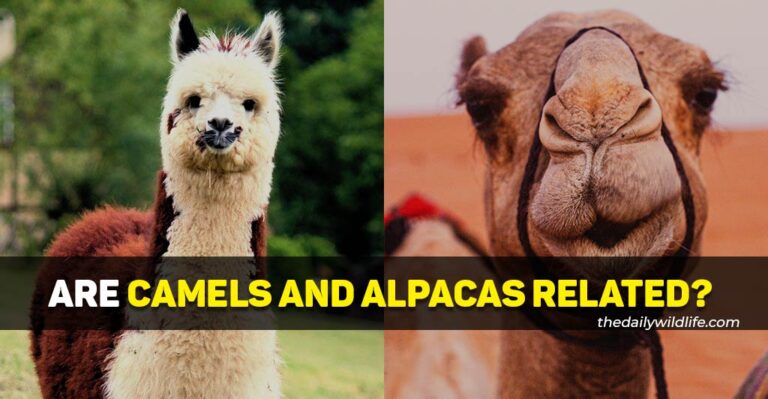 Are Camels And Alpacas Related?