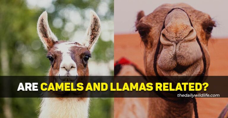 Are Camels And Llamas Related?