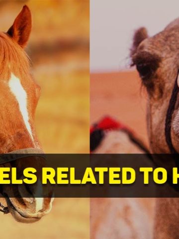 are camels and horses related