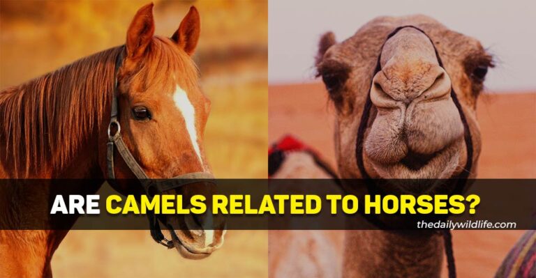 Are Camels And Horses Related?