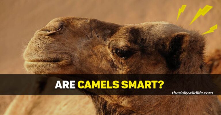 Are Camels Smart? (Backed By Science)