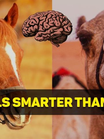 are camels smarter than horses