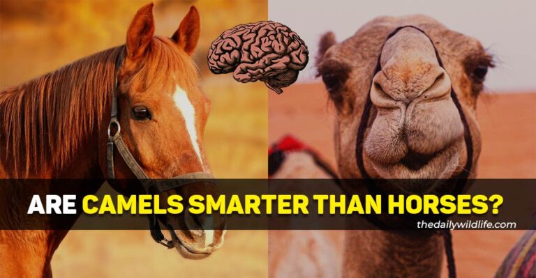 Are Camels Smarter Than Horses? (What The Science Says!)