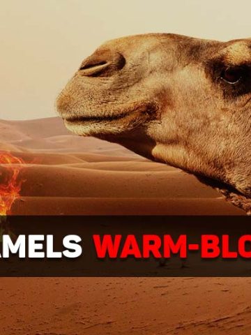 are camels warm blooded