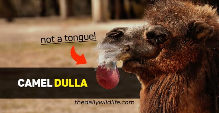 Camel Dulla (Description, Function, Anatomy)