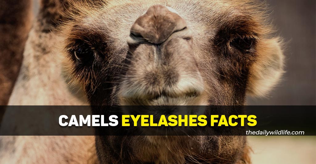 camel eyelashes facts