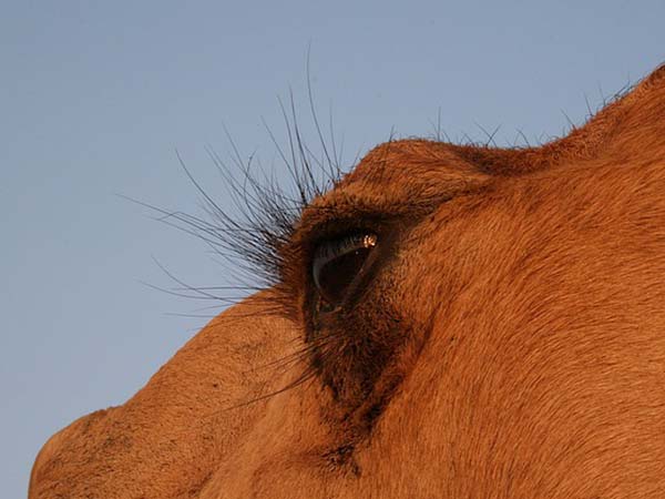 camel eyelid