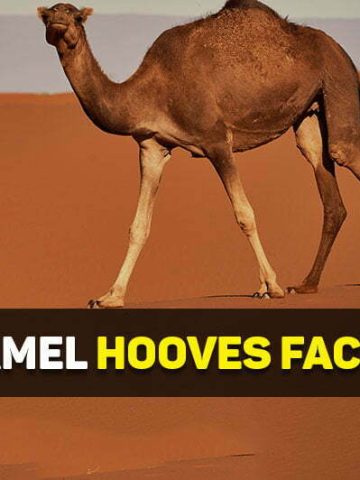 camel hooves facts