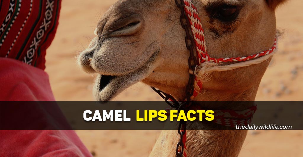 camel lips facts