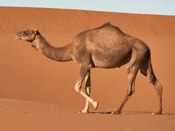 camel long legs