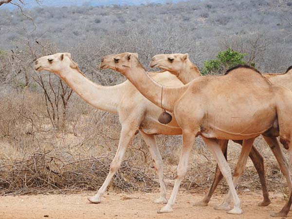 camels long necks
