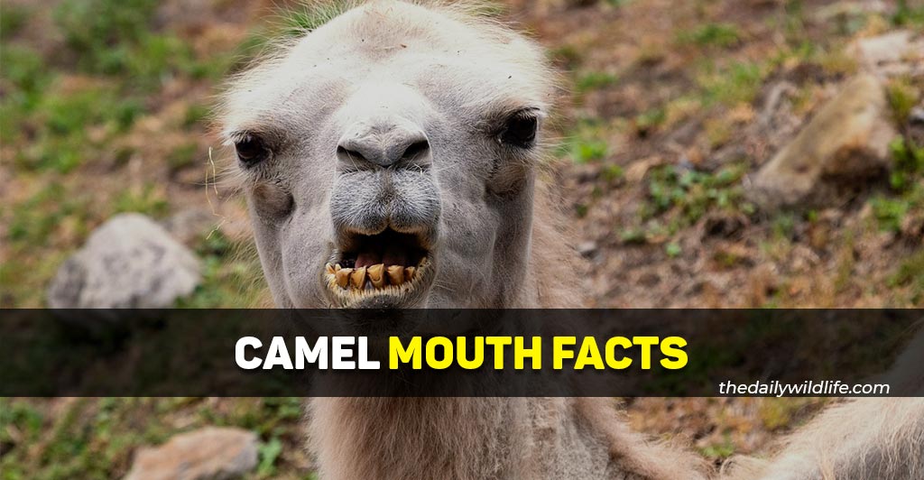 camel mouth facts