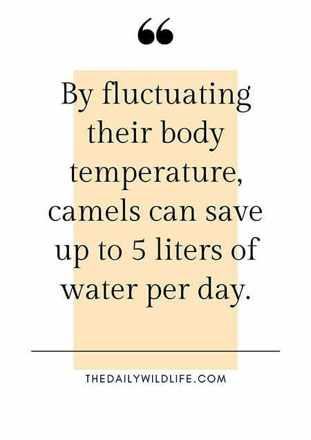 camel saving water by fluctuating body temperature quote