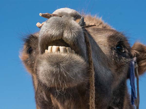 camel teeth