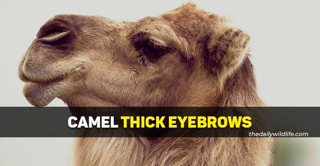 why do camels have thick eyebrows