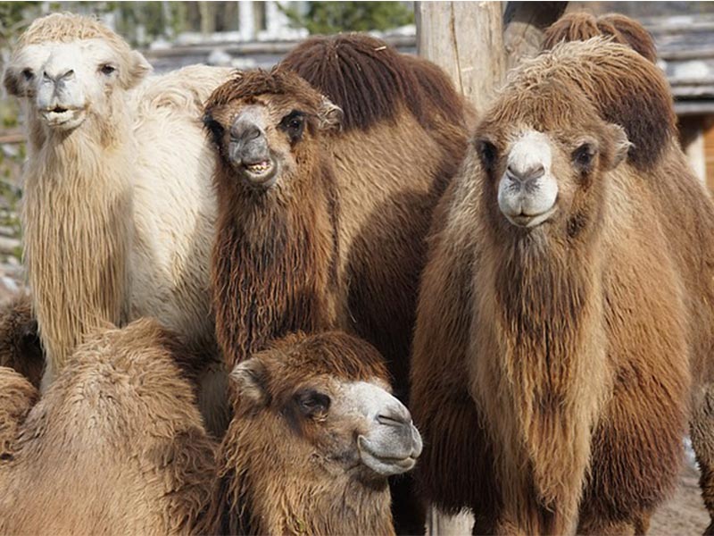 bactrian camels thick fur