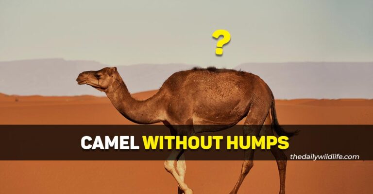 Camel Without A Hump (Does It Exist?)