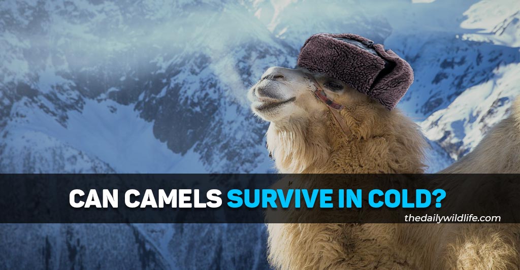 can camels survive in the cold
