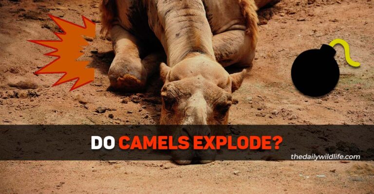Do Camels Explode When They Die?