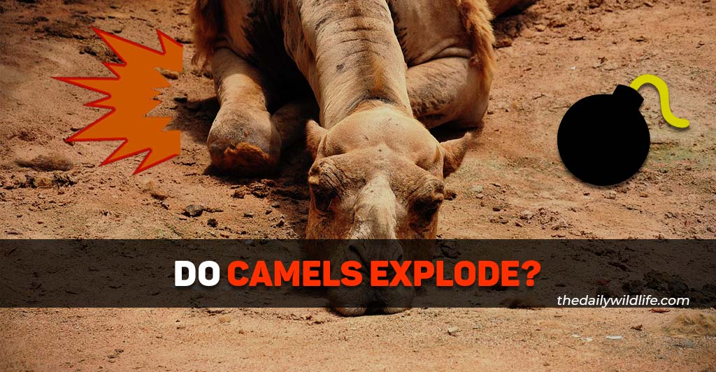 do camels explode