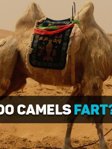 do camels fart