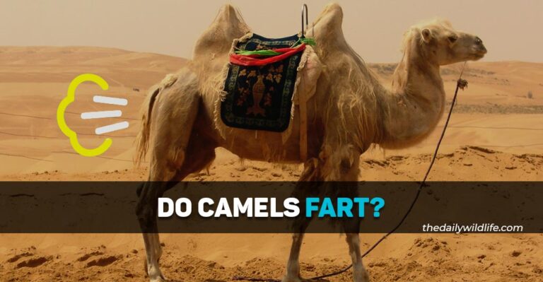 Do Camels Fart?