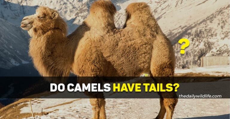 Do Camels Have Tails?