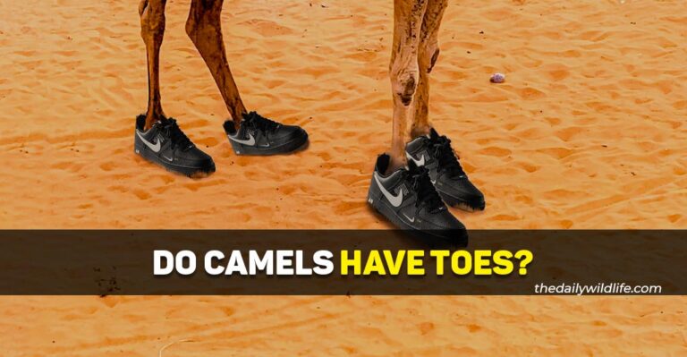 Do Camels Have Toes? (Or Hooves?)