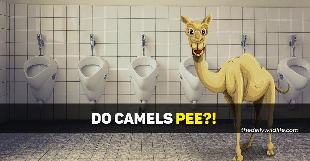 do camels pee