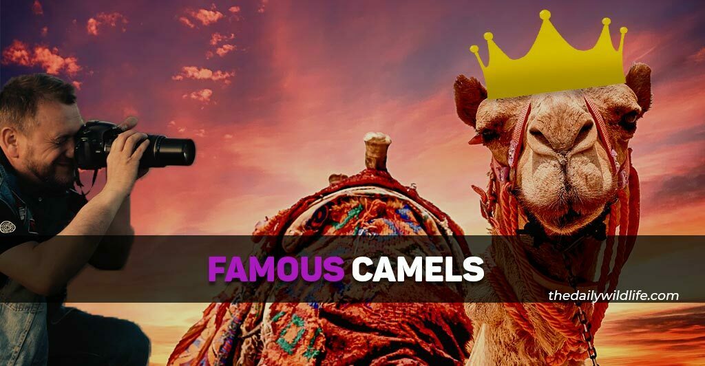famous camels