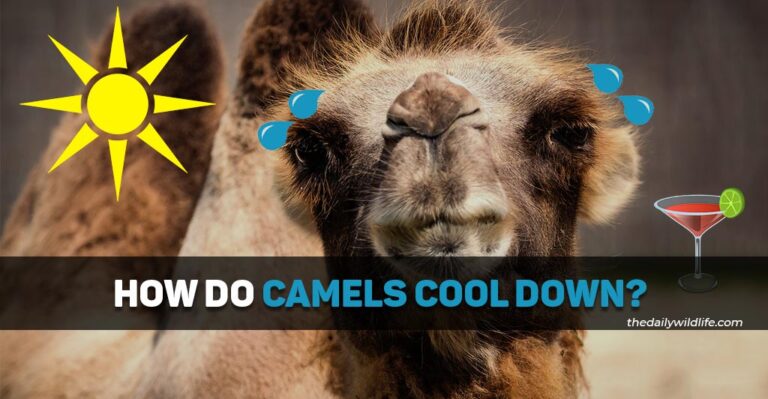 How Do Camels Cool Down? (12 Brilliant Tactics!)