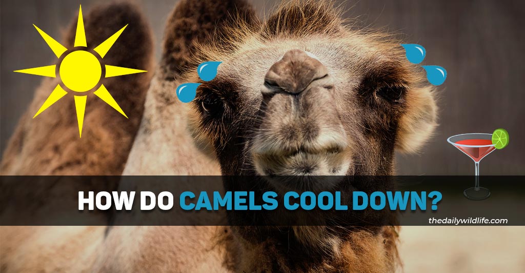 how do camels cool down