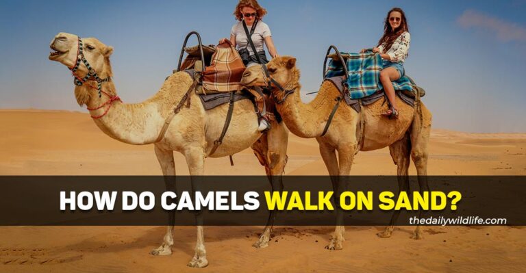 How Do Camels Walk On Sand? (With Ease!)