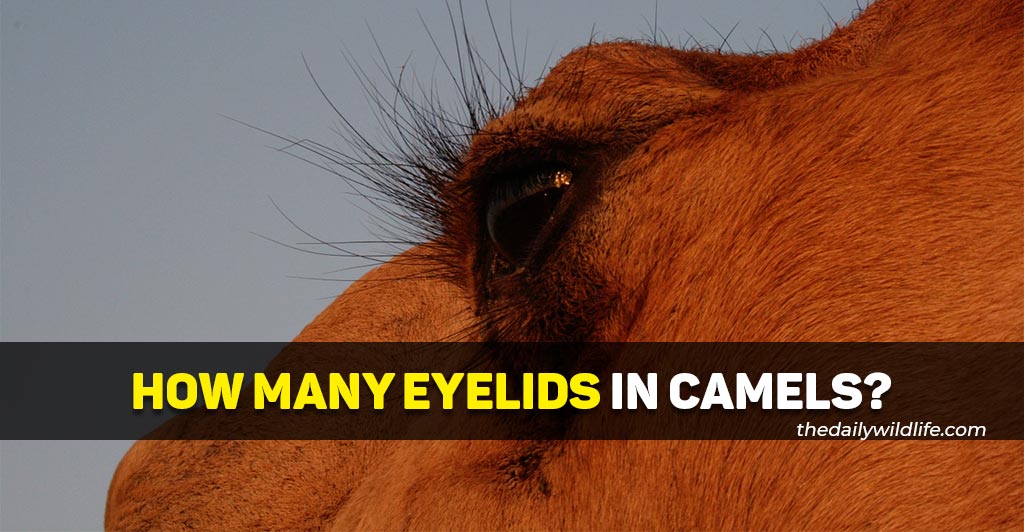 how many eyelids do camels have