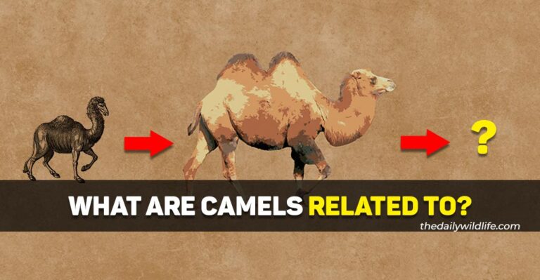 What Are Camels Related To?