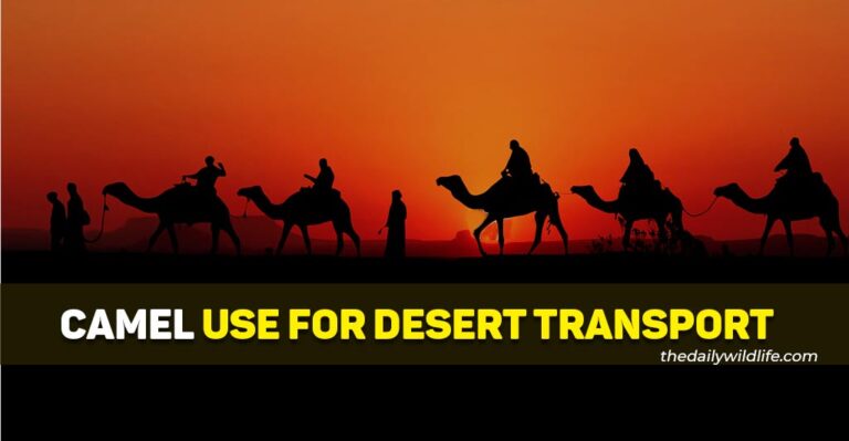 Why Are Camels Used For Transportation In The Desert? (5 Big Reasons!)