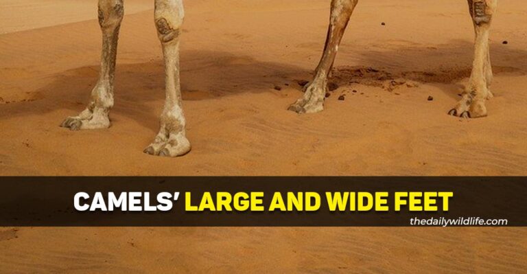 Why Do Camels Have Large And Wide Feet?