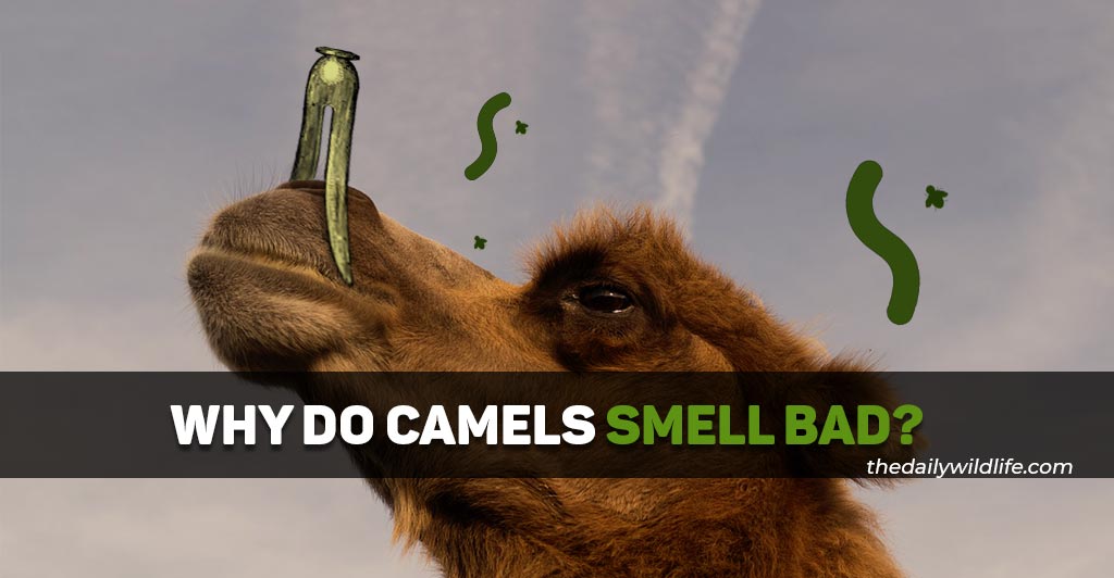 why do camels smell so bad
