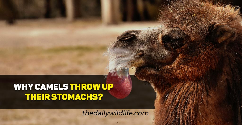 why do camels throw up their stomachs