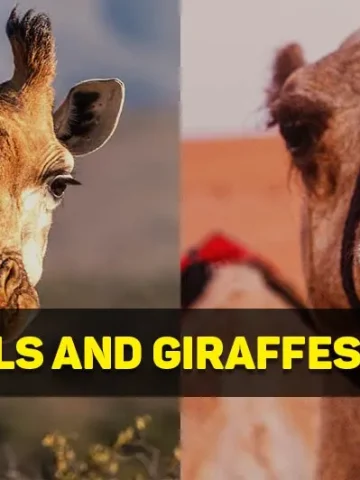 are camels and giraffes related