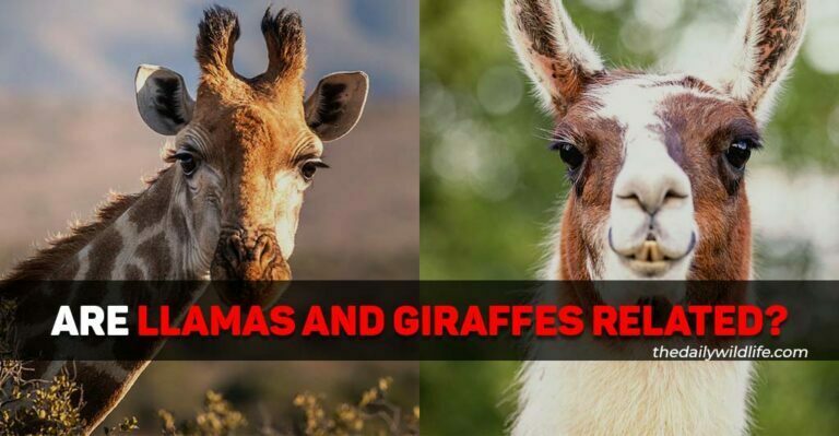 Are Llamas Related To Giraffes?