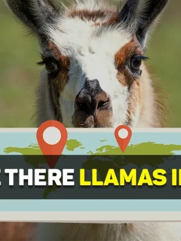 are there llamas in