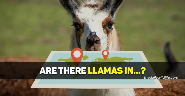 Are There Llamas In..?