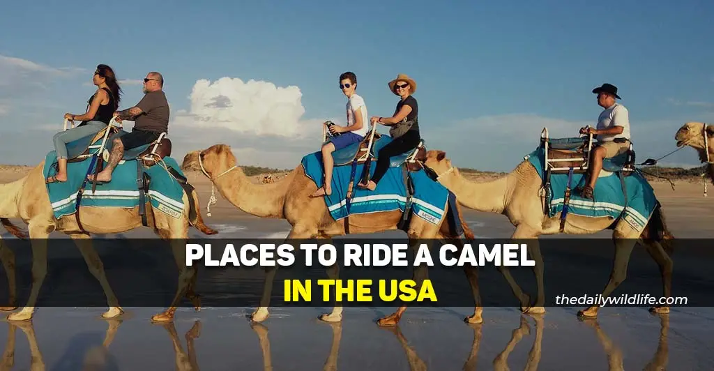 where to ride a camel in the usa