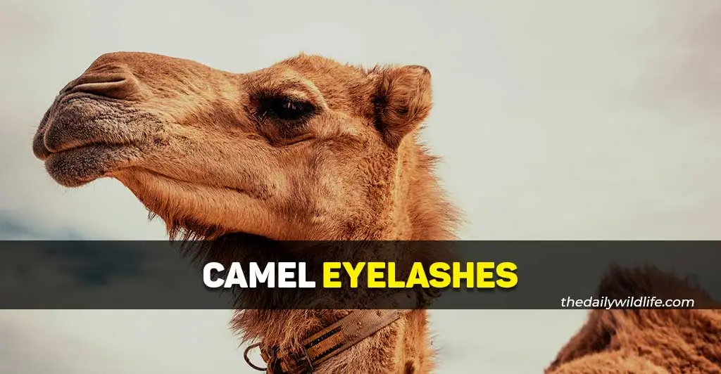 camel eyelashes