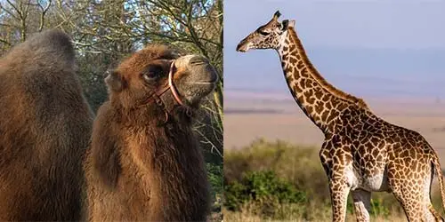 camel and giraffe fur color