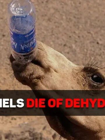 can camels die of dehydration