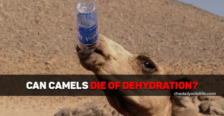 Can Camels Die Of Dehydration?