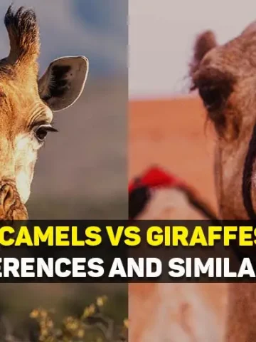 differences and similarities between camels and giraffes